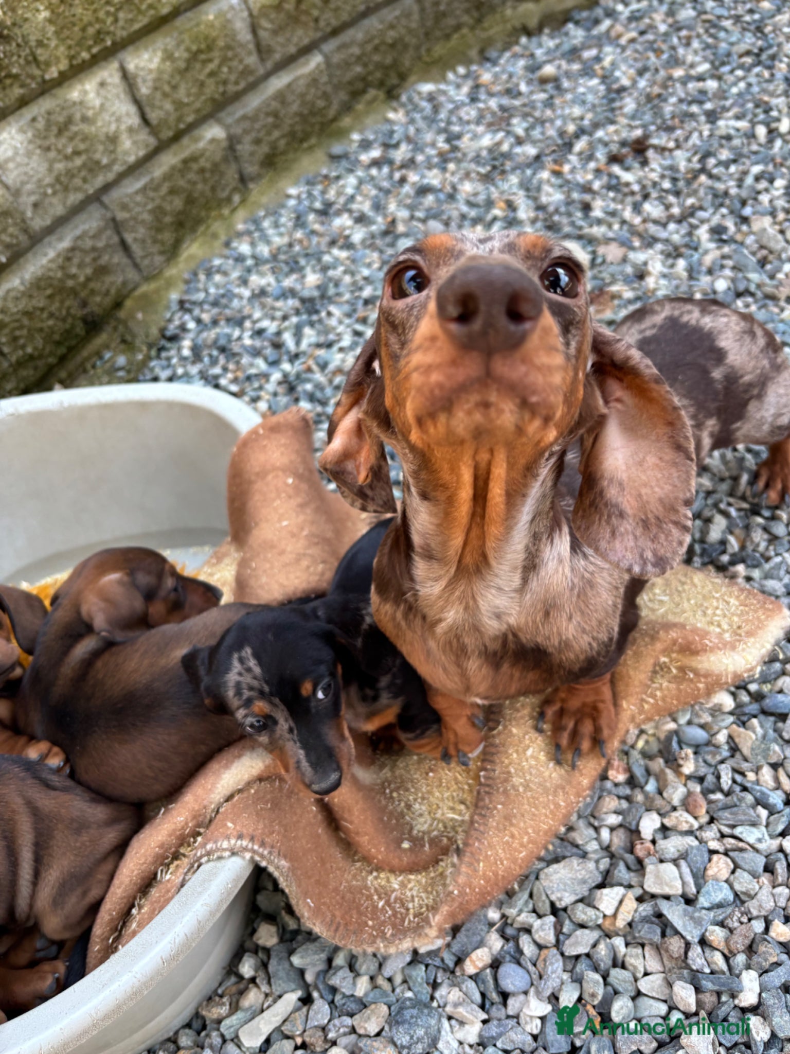 Bassotto cani Bassotto tedesco - Annuncio 2