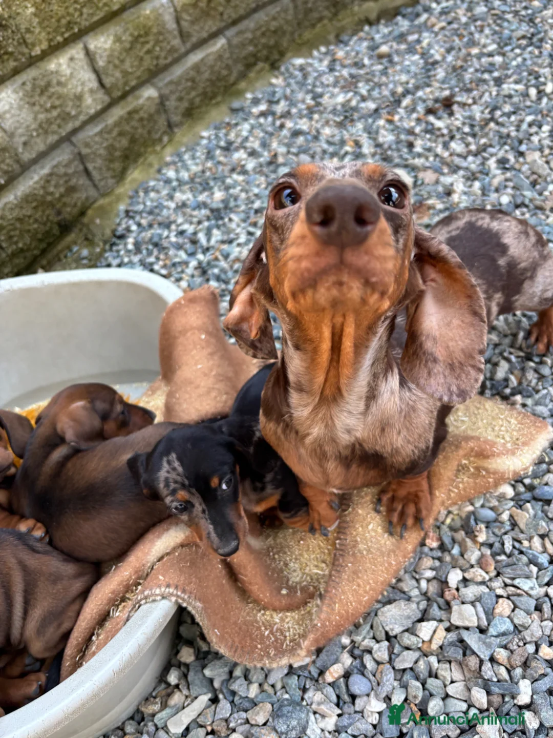 Bassotto cani in vendita: Bassotto tedesco - Annuncio 2