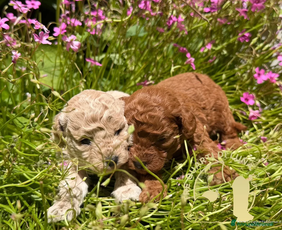 Barboncino Toy cani in vendita: Cuccioli Barboncino Toy Genitori Testati e Campion - Annuncio 2