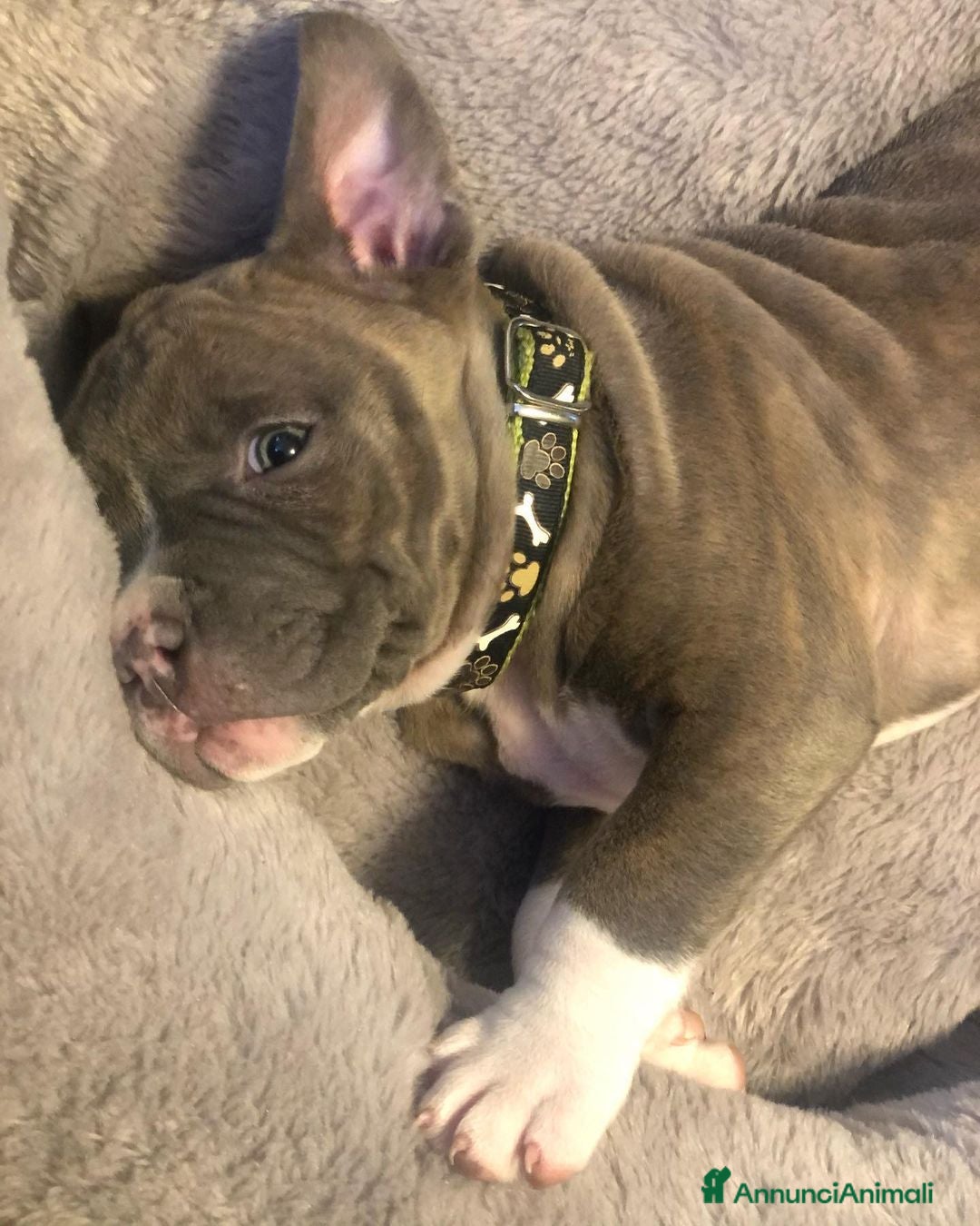 Pitbull cani in vendita: Cucciolo di Pitbull - Annuncio 1