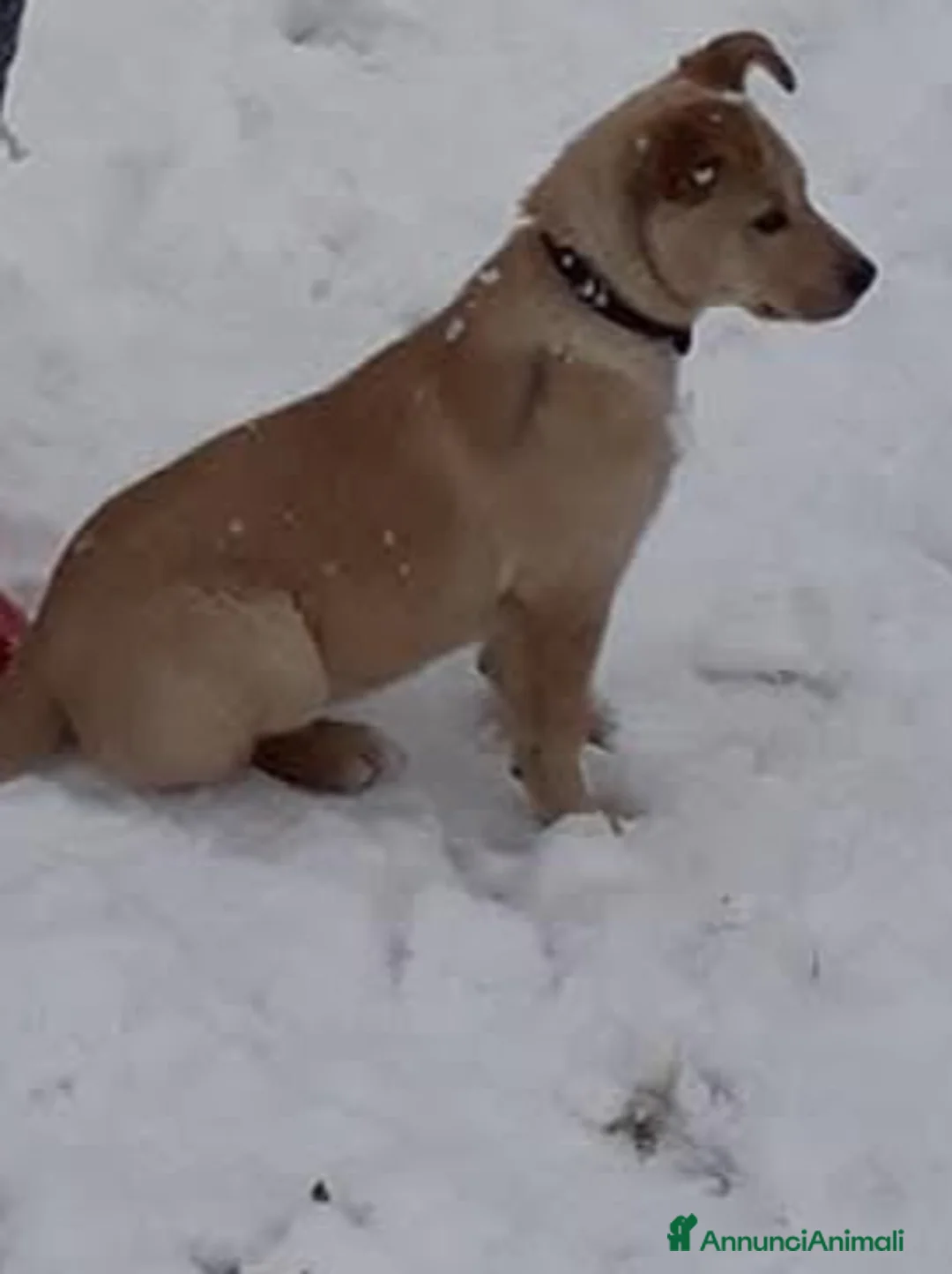 Meticcio cani in regalo: Cane cucciolo  a Provincia di Cosenza - Annuncio 2