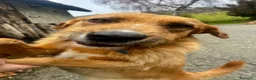 Meticcio cani in regalo: Rick il bello a Provincia di Savona - Annuncio 6