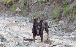 Pastore Tedesco cani per accoppiamento: Pastore Tedesco (Grigione) disponibile per monta a Provincia di Monza e della Brianza - Immagine 2