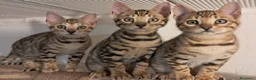 Bengala gatti in vendita: Cuccioli bengala con pedegree a Provincia di Parma - Annuncio 5