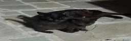 Meticcio gatti in regalo: Gattina cerca casa - Annuncio 2
