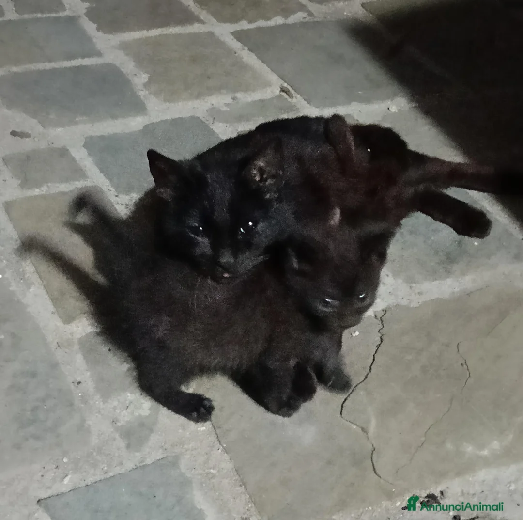 Meticcio gatti in regalo: Gattina cerca casa - Annuncio 2