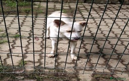 Meticcio cani in regalo: ALICE  a Città Metropolitana di Torino - Immagine 14