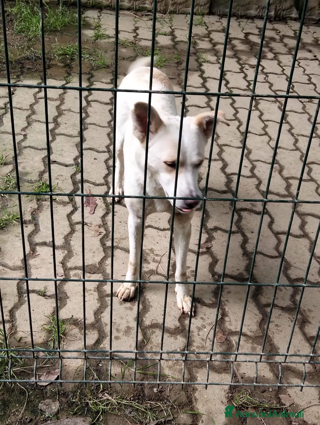 Meticcio cani in regalo: ALICE  a Città Metropolitana di Torino - Immagine 14