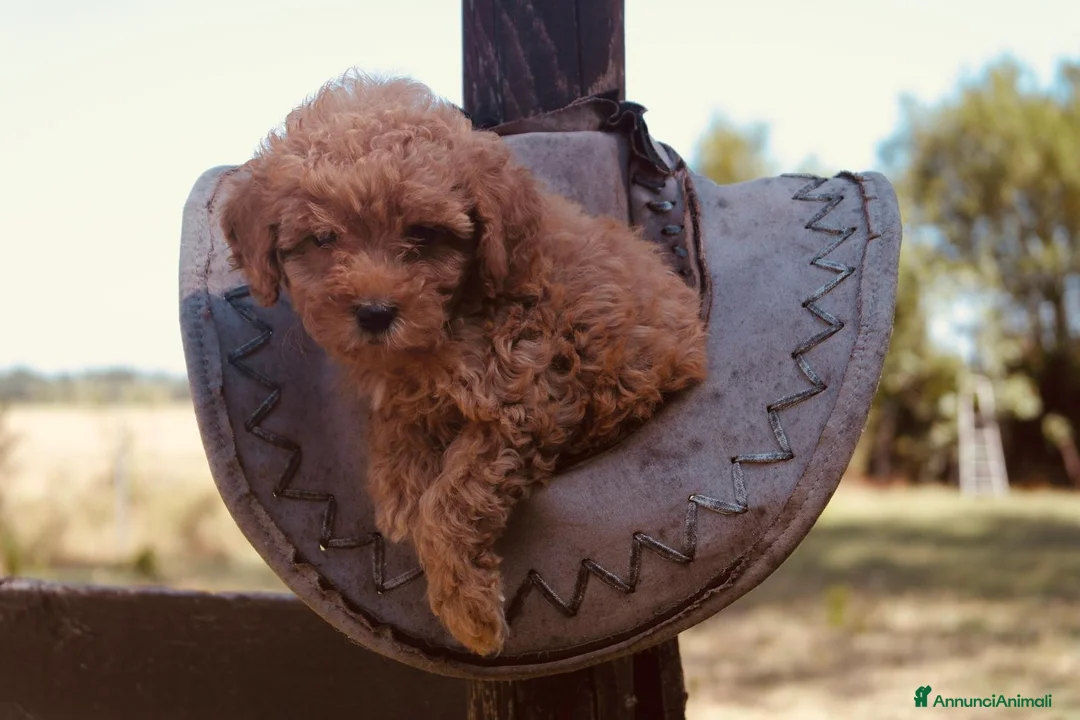 Barboncino Toy cani in vendita:  Barboncino Toy – 1 Maschio e 1 Femmina a Città Metropolitana di Genova - Annuncio 2