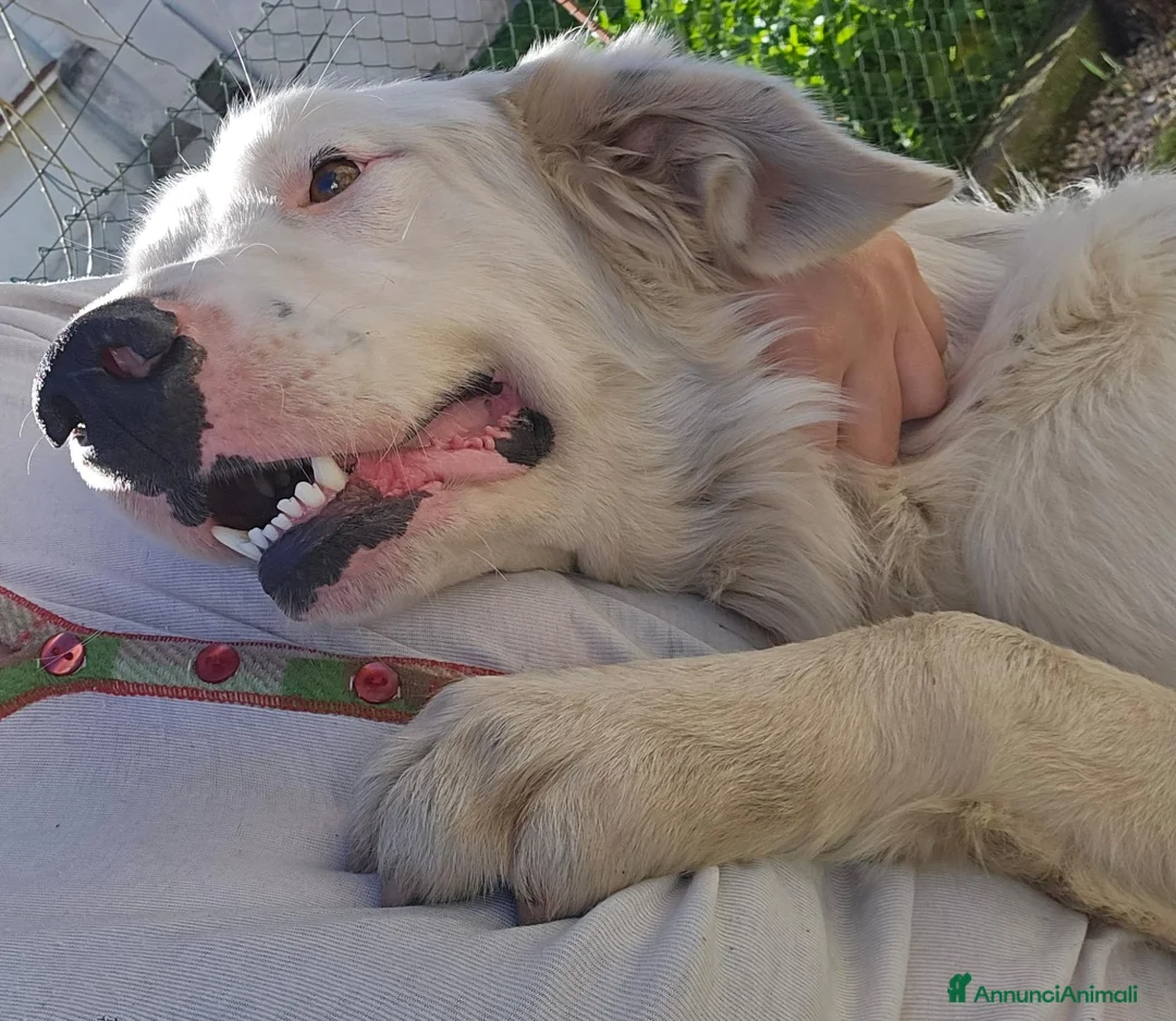 Meticcio cani in regalo: NEVE MIX GOLDEN RETRIEVER ALBINO a Provincia di Avellino - Annuncio 4