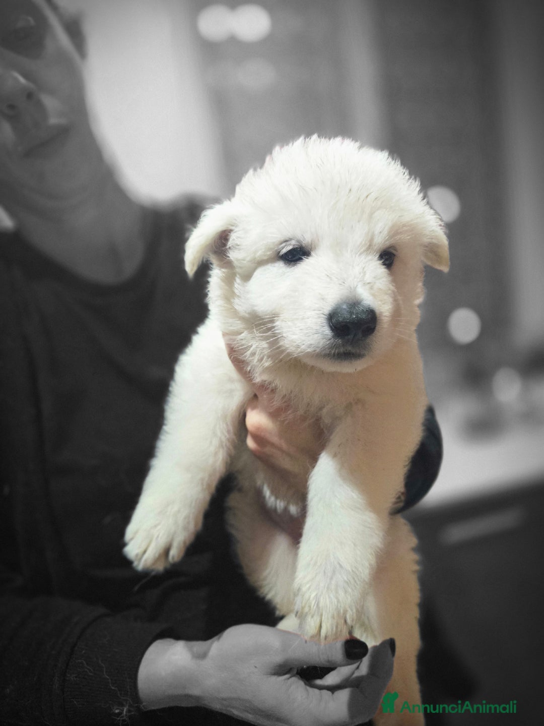 Pastore Svizzero cani in vendita: Cuccioli di pastore svizzero bianco - Annuncio 18