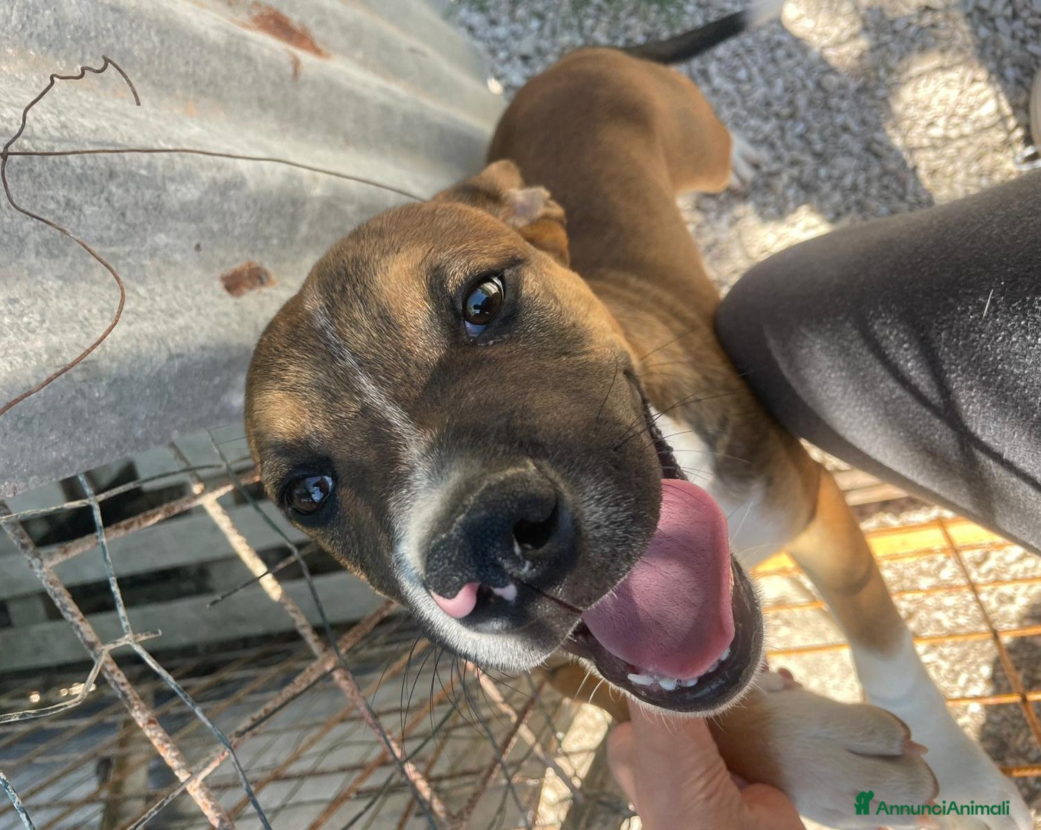 Pitbull cani in regalo: SIMPATICO MIX PITT - Annuncio 2