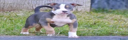 Pitbull cani in vendita: American pitbull terrier ukc  a Città metropolitana di Catania - Annuncio 8