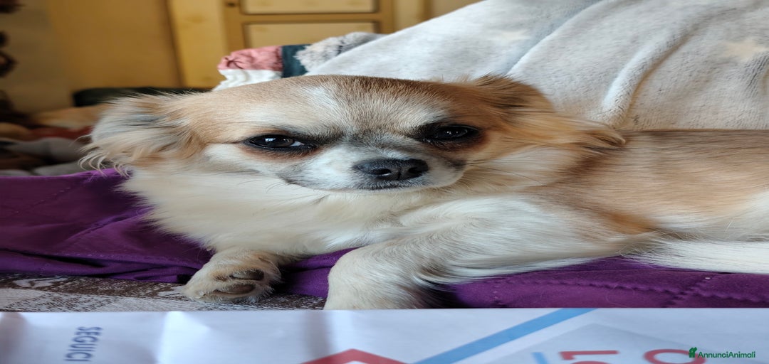 Immagine della galleria {{count}}