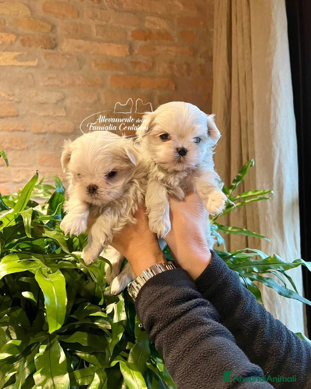 Maltese cani MALTESI TOY CUCCIOLI - Annuncio 9