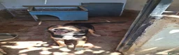 Meticcio cani in regalo: Gigio: 2 anni, socievole, equilibrato - Annuncio 8