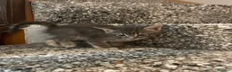 Meticcio gatti in vendita: Gattino simpatico  - Annuncio 6