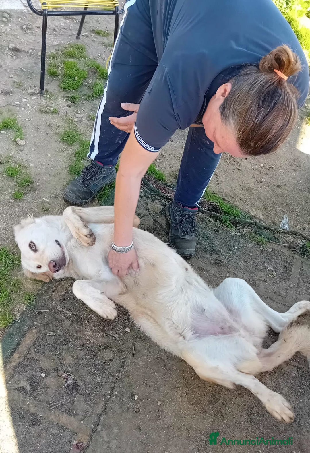 Altre razze cani in regalo: cipriA - Annuncio 3