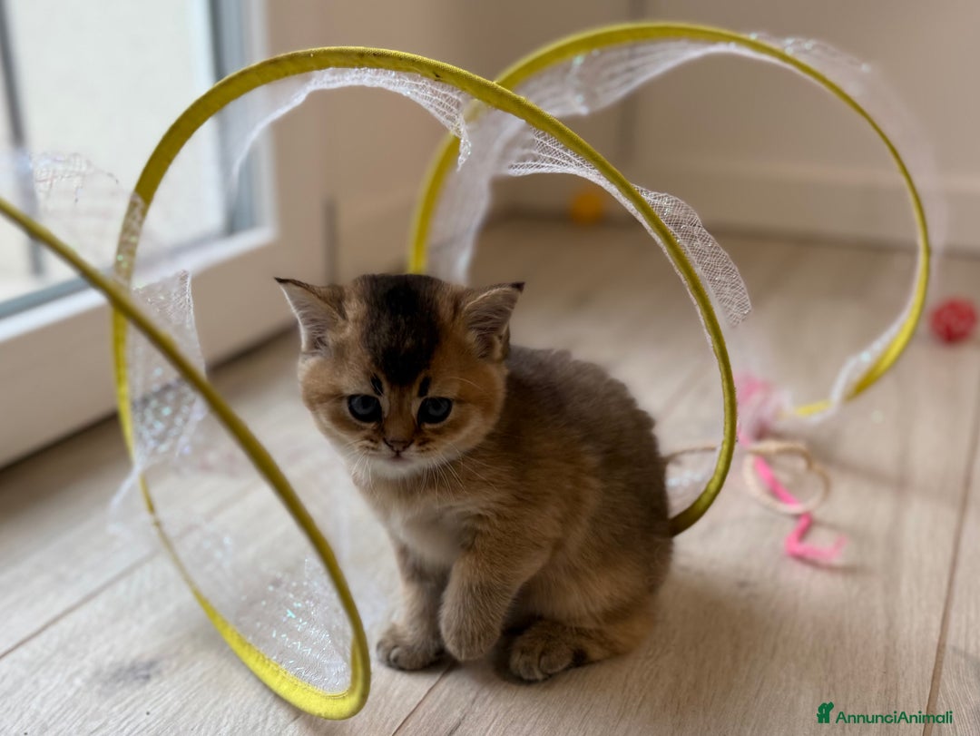 Scottish gatti in vendita: Scottish straight  - Annuncio 17