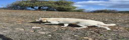 Meticcio cani in regalo: Meticcio taglia grande - Annuncio 2