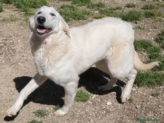 Meticcio cani IL TENERO SORRISO DELLA DOLCE ZULEYA a Provincia di Modena - Annuncio 19