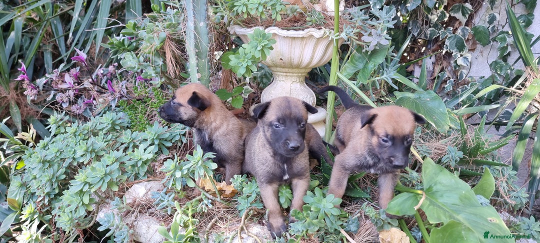 Pastore Belga cani in vendita: Pastore Belga Malinois Salerno Benevento Avellino - Annuncio 2