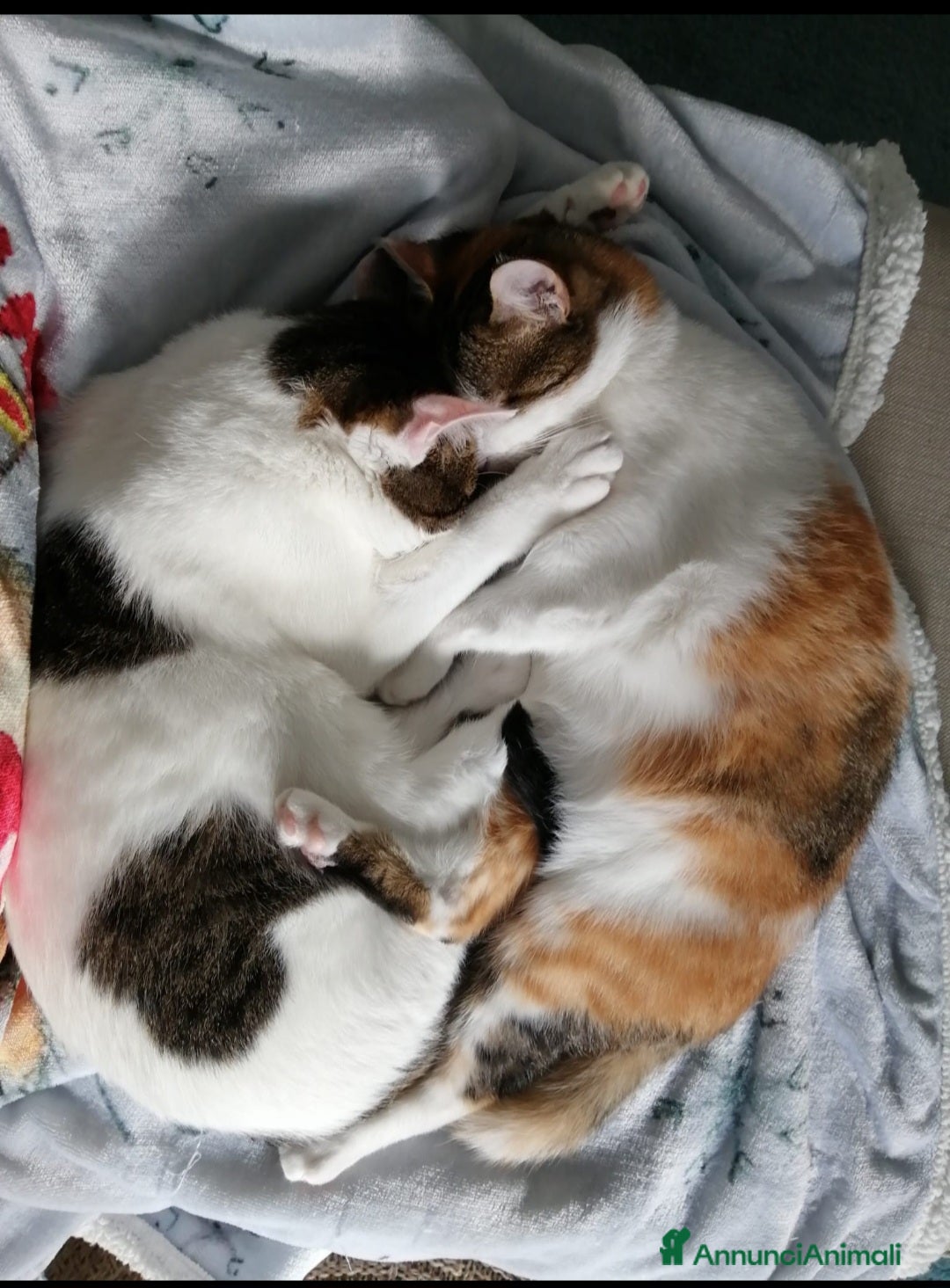 Europeo gatti in regalo: Dolcissimi fratellini cercano casa - Annuncio 7