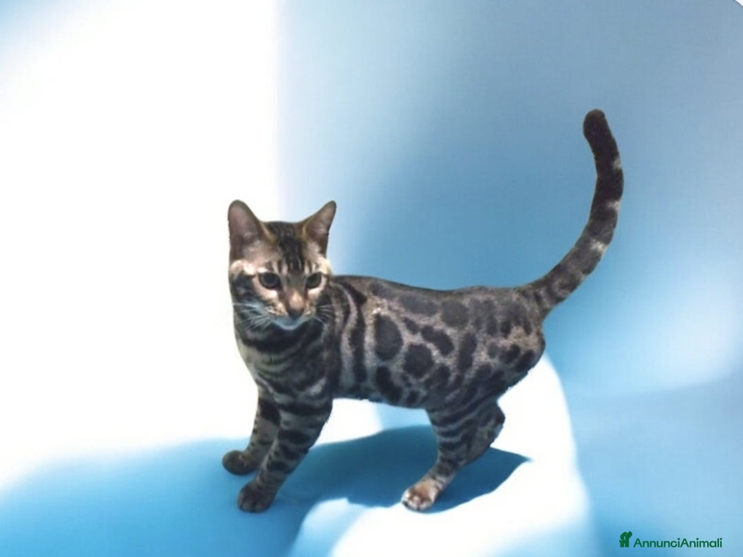 Bengala gatti in vendita: Stupendo gattino Bengala  - Annuncio 2