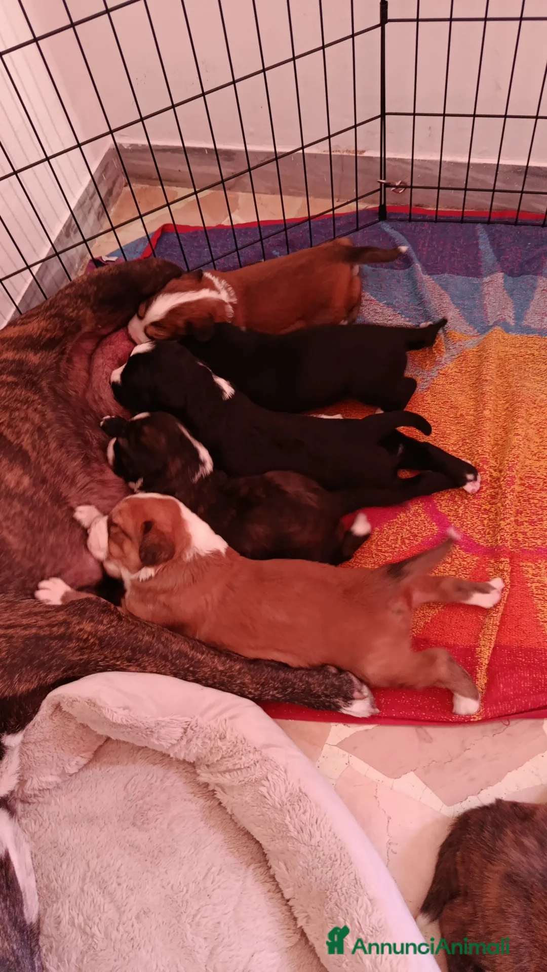 Meticcio cani in regalo: Regalasi cucciole di  due mesi  - Annuncio 2