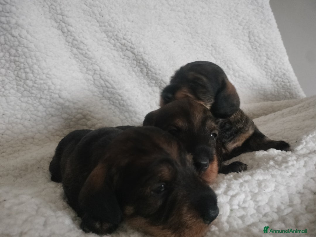 Bassotto cani in vendita: Bassotti a pelo duro  - Annuncio 4