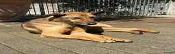 Meticcio cani in regalo: ULISSE LUPETTO - Annuncio 7