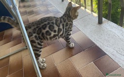 Bengala gatti in vendita: Cucciolo bengala a Provincia di Frosinone - Immagine 16