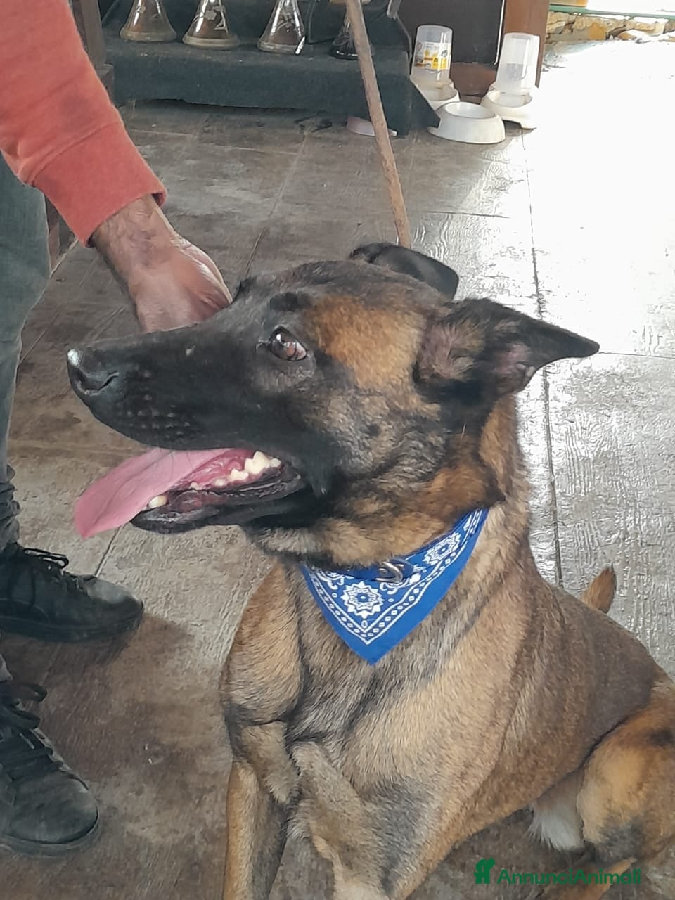 Meticcio cani Akila, Malinois dolce e giocherellona - Annuncio 1