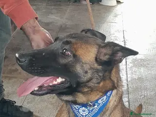 Meticcio cani Akila, Malinois dolce e giocherellona - Annuncio 31