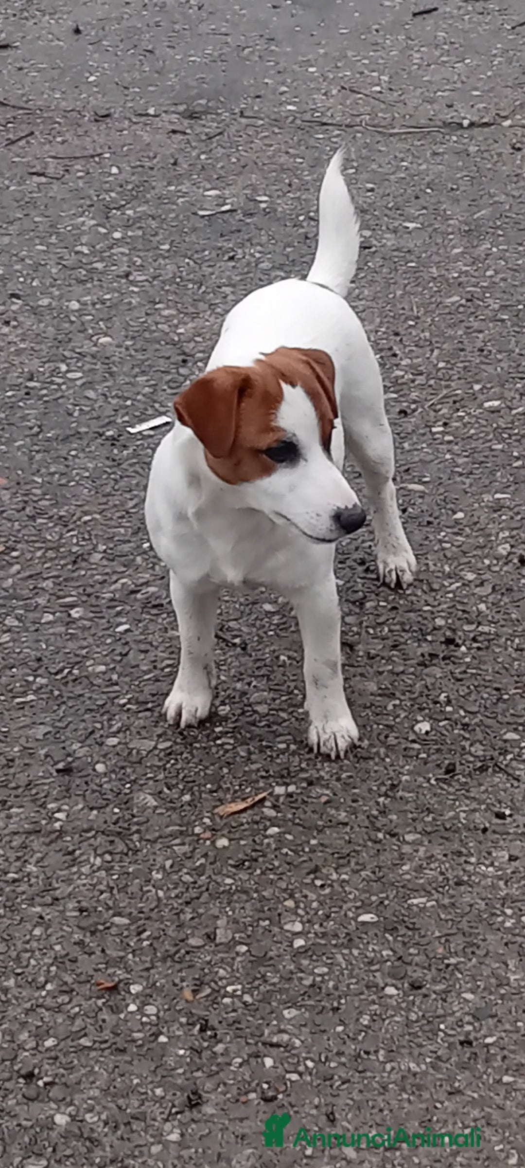 Jack Russell cani in vendita: Jack russell - Annuncio 3