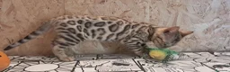 Bengala gatti in vendita: Bengala cucciolo snow a Provincia di Cremona - Annuncio 5