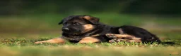 Pastore Tedesco cani in vendita: Pastore tedesco per veri appassionati. Cuccioli - Annuncio 3