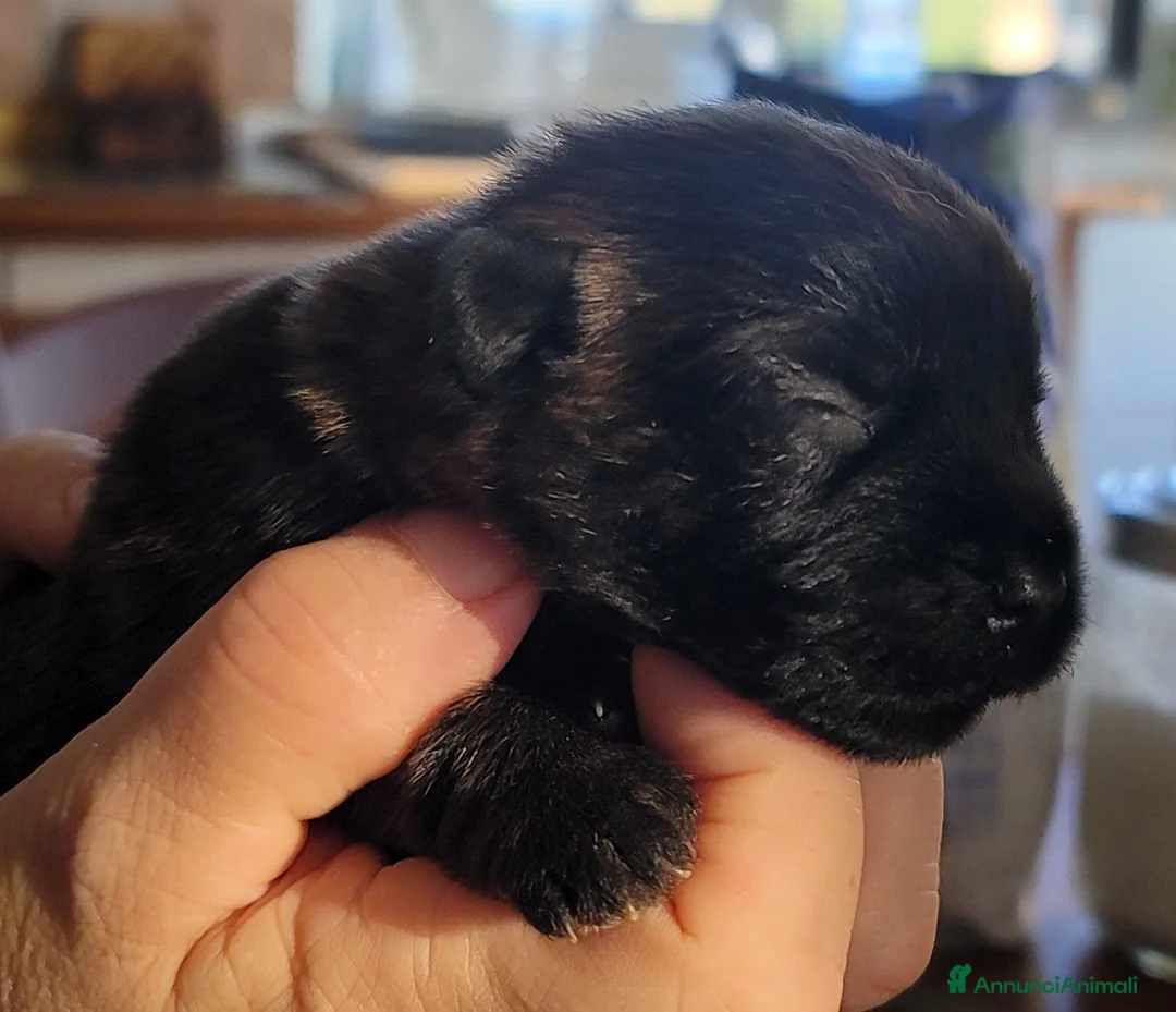 Immagine della galleria {{count}}