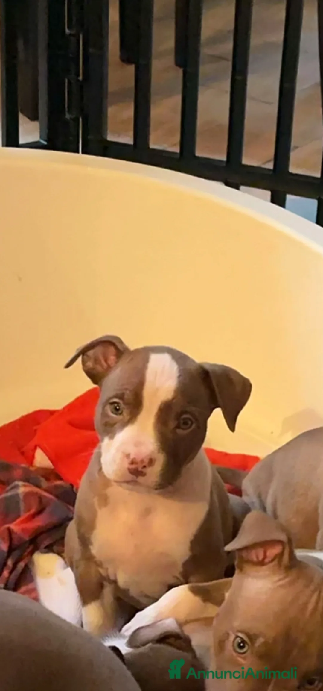 Pitbull cani in vendita: American Pitbull terrier rednose - Annuncio 3