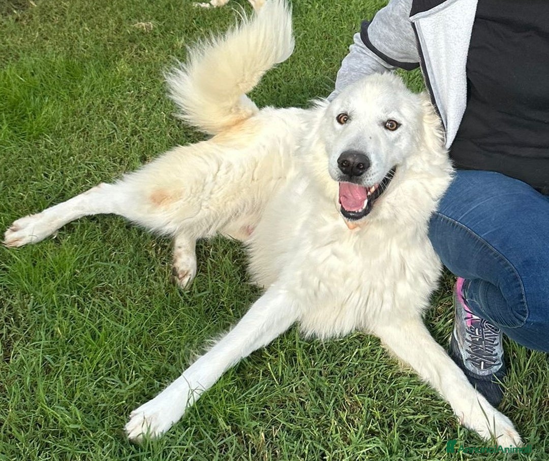 Pastore Maremmano cani in regalo: Spartaco, manto candido come il suo ❤️ - Annuncio 4