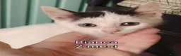 Altre razze gatti in regalo: TANTI MICINI SOLI  a Provincia di Vicenza - Annuncio 2