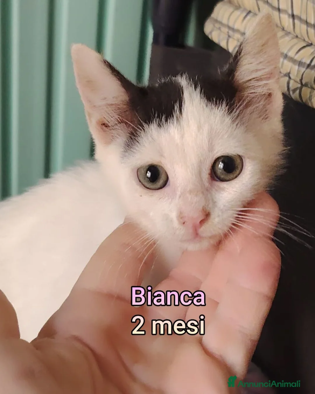 Altre razze gatti in regalo: TANTI MICINI SOLI  a Provincia di Vicenza - Annuncio 2
