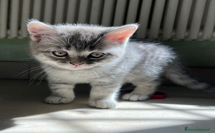 British gatti a Città metropolitana di Roma Capitale - Annuncio 18