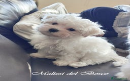 Maltese cani in vendita: Cuccioli di Maltese a Città Metropolitana di Torino - Immagine 4