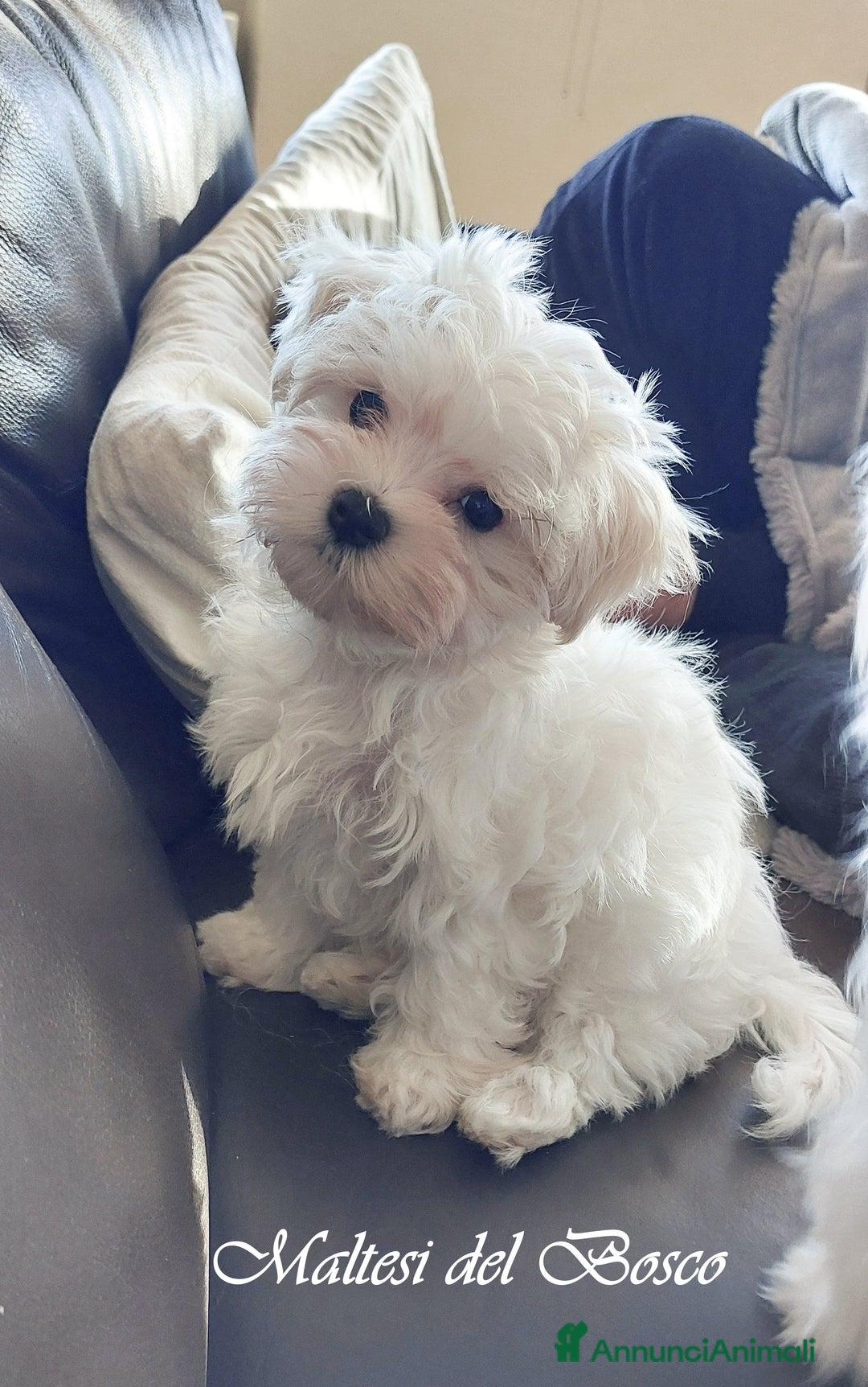 Maltese cani in vendita: Cuccioli di Maltese a Città Metropolitana di Torino - Immagine 4