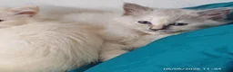 Ragdoll gatti in vendita: Ragdoll cuccioli  a Città Metropolitana di Torino - Annuncio 4