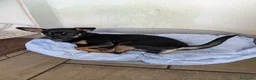 Meticcio cani in regalo: 🐾 Regalo Cucciolo Meticcio – Taglia Piccola 🐾 a Provincia di Treviso - Annuncio 2