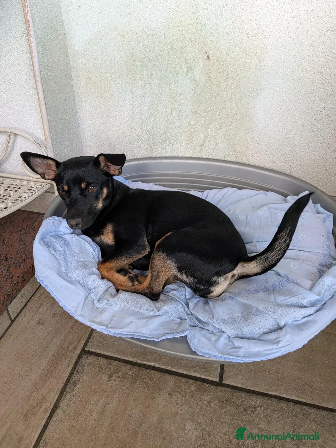 Meticcio cani in regalo: 🐾 Regalo Cucciolo Meticcio – Taglia Piccola 🐾 a Provincia di Treviso - Annuncio 2