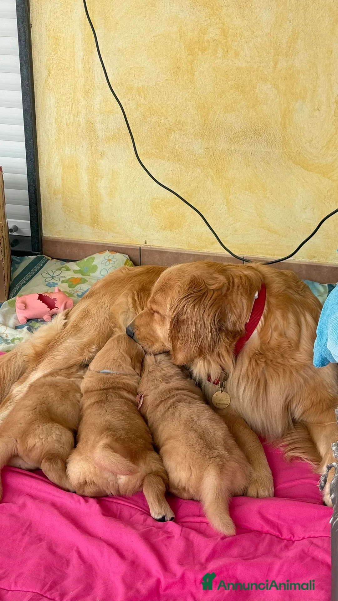 Golden Retriever cani in vendita: Golden Americani - Alta Genealogia & 5 Stelle". - Annuncio 1