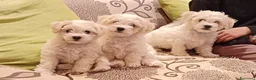 Bichon cani in vendita: Cuccioli Bichon Frisee - Annuncio 5